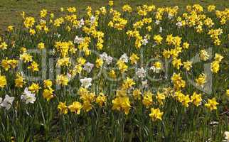 Narcissus-Hybriden, Osterglocken