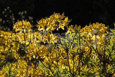 Rhgododendron luteum, Pontische Azalee