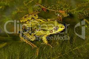 Wasserfrosch, Rana esculenta - Edible frog