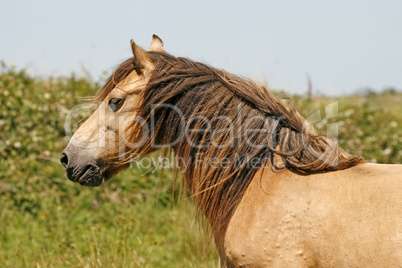 Pferd im Bodmin Moor, Cornwall