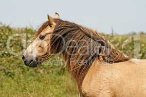 Pferd im Bodmin Moor, Cornwall