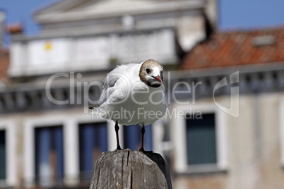 Lachmöwe, Larus ridibundus - Black-headed gull