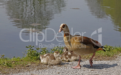 Nilgans (Alopochen aegytiacus)