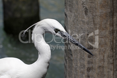 Seidenreiher. Egretta garzetta - Little Egret