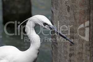 Seidenreiher. Egretta garzetta - Little Egret