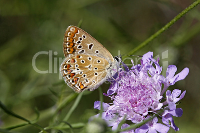 Polyommatus, Bläuling