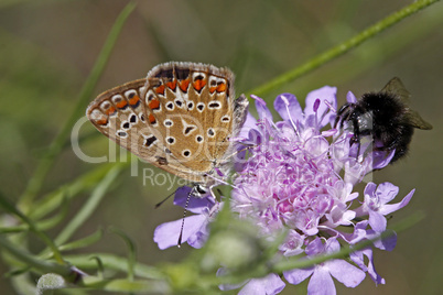 Polyommatus, Bläuling