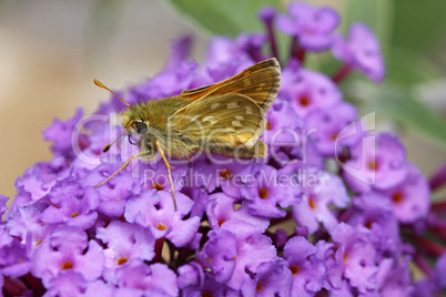 Ochlodes venatus, Rostfarbiger Dickkopffalter