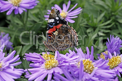 Admiral, Vanessa atalanta, Aster novi-belgii, Glattblatt-Aster