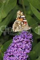 Distelfalter (Vanessa cardui) auf Buddleja davidii