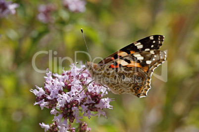 Distelfalter (Vanessa cardui) auf Dost, Origanum vulgare