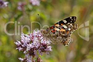 Distelfalter (Vanessa cardui) auf Dost, Origanum vulgare