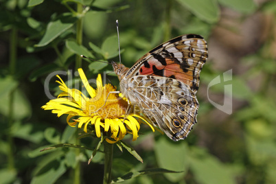 Distelfalter (Vanessa cardui) auf Weidenblättriger Alant (Inula salicina