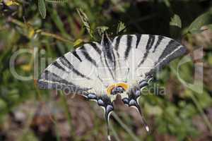 Iphiclides podalirius, Segelfalter