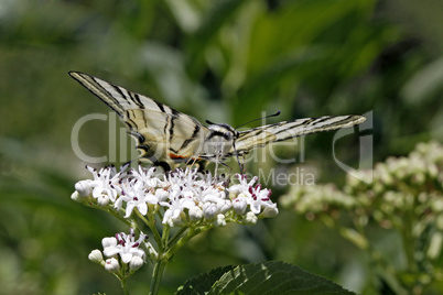 Iphiclides podalirius, Segelfalter