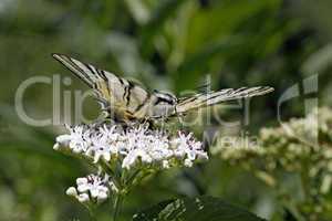 Iphiclides podalirius, Segelfalter