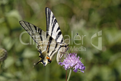 Iphiclides podalirius, Segelfalter