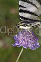 Iphiclides podalirius, Segelfalter