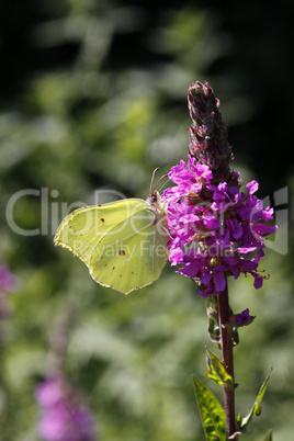 Gonepteryx rhamni, Zitronenfalter auf Blutweiderich (Lythrum salicaria)