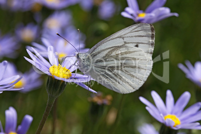 Pieris napi, Rapsweißling auf Felicia amelloides 'Blau', Blaue Kapaster