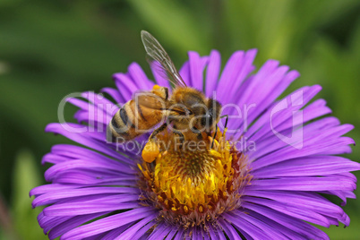 Honigbiene (Apis mellifica) auf Rauhblattaster