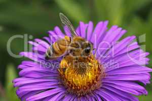 Honigbiene (Apis mellifica) auf Rauhblattaster
