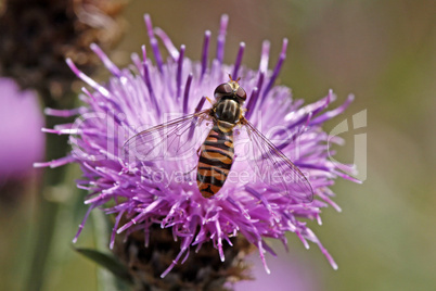 Episyrphus balteatus, Gemeine Winterschwebfliege