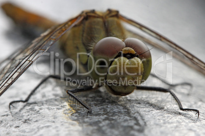 Sympetrum, Heidelibelle