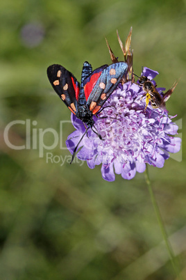 Zygaena transalpina, Flusstal-Widderchen, Hufeisenklee-Widderchen