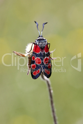 Zygaena carniolica, Esparetten-Widderchen