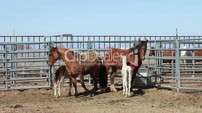 Wild Mustang horses mare foals P HD 8859