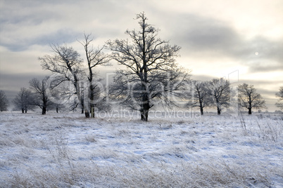 winter landscape