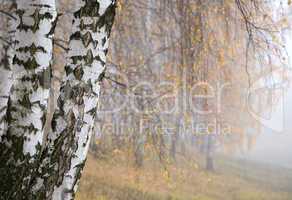 misty birch grove