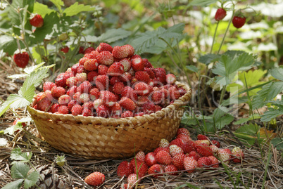 wild strawberries