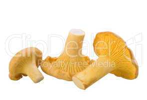 chanterelle mushrooms