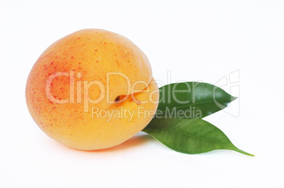 Apricot