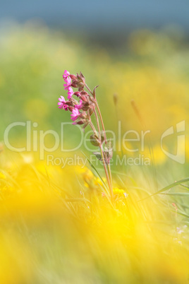 Spring Flowers