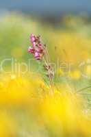 Spring Flowers