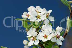 appleblossom01
