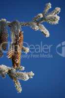 fir cone