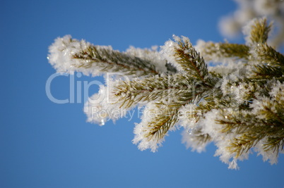 hoarfrost