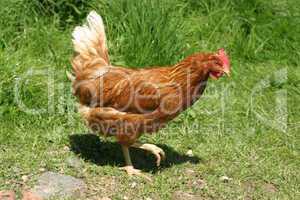 Hen