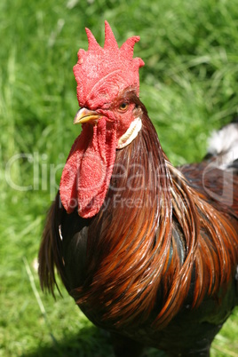 Hen