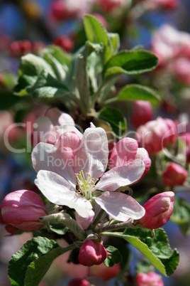 apple blossom