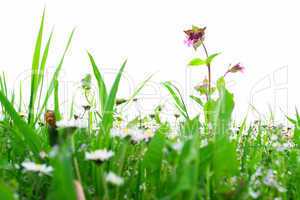 Flower Field