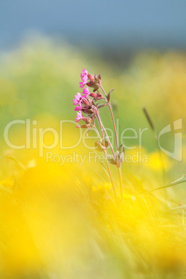 Spring Flowers