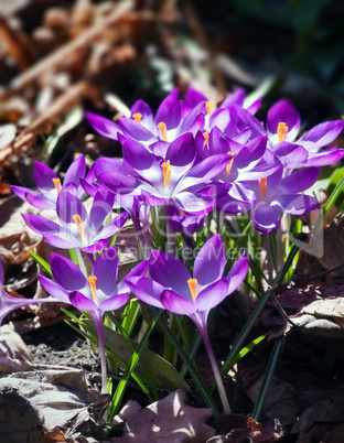 spring crocus