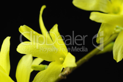 forsythien 15