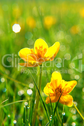 Spring Flowers Spring Flowers