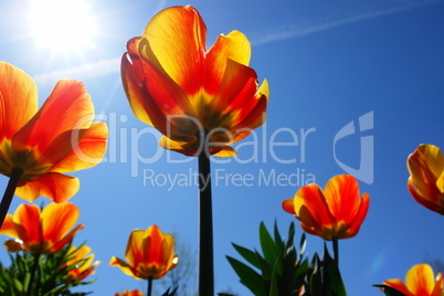 TulpenPark rgb